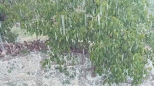 Meteorolojinin uyardığı Çankırı’da dolu yağışı etkili oldu