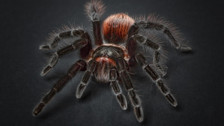 Rüyada Tarantula Görmek Ne Anlama Gelir? Neye Delalet Eder?