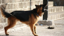 Rüyada Köpek Havlaması Nedir? Neye İşaret Eder?