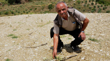 Antalya'da vicdansızlık! Büyüsün diye yıllarca beklenen zeytin fidanlarını traktörle ezdiler