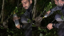 Rize'de yoldan geçen vatandaş yavru ayıya biberonla süt verdi