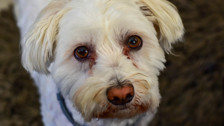 Rüyada Süs Köpeği Görmek Ne Anlama Gelir? Neye Delalet Eder?