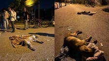 İzmir'de 6 köpeği tarım ilacıyla zehirleyip öldüren şüpheliyi bulana 70 bin TL ödül