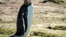 Rüyada Penguen Görmek Ne Demek? Neye Delalet Eder?