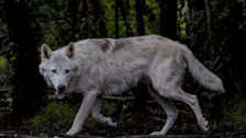 Rüyada Kurt Köpeği Görmek Ne Demek? Neye Delalet Eder?