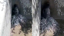 Nesli tükenme tehlikesi altında olan oklu kirpi Elazığ'da görüntülendi