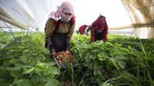 Aydın'da çilek işçileri aşırı sıcağa rağmen hasada devam ediyor