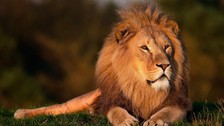 Rüyada Aslan Görmek Ne Anlama Gelir? Neye Delalet Eder?