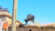 Sahibinden kaçan kurbanlık büyükbaş hayvan çatıya çıktı