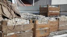 Van'da 5 ton kurutulmuş inci kefali ele geçirildi