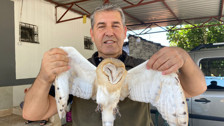 Türkiye'de nadir görülen peçeli baykuş, Antalya'da evin bahçesinde bulundu