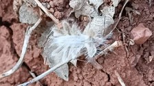Adıyaman'da 'dikenli dantel böceği' görüldü