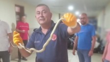 Hatay’da okula giren yılan itfaiye ekipleri tarafından yakalandı