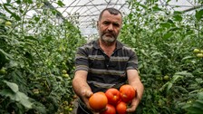 Öğretmenliği bırakarak çiftçiliğe başladı: Öğretmen maaşına 10 işçi çalıştırıyor
