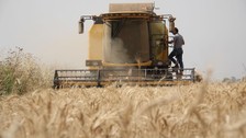Çiftçilere destek ödemesi bugün hesaplara yatırılacak