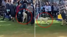 Mezuniyet töreninde başıboş sokak köpekleri saldırdı