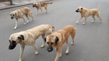 Başıboş köpek düzenlemesi bugün komisyonda görüşülecek