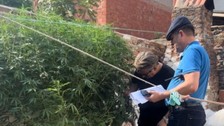 Hint keneviri yetiştirilen evin sahibinden ilginç savunma: "Su döktüm büyüdüler"