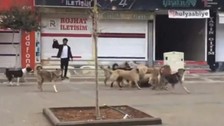 Mardin'de başıboş köpek kavgasını vatandaş ayırdı