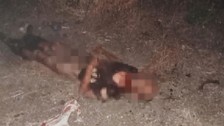 Fatih'te sokak köpekleri bir adamı öldürdü! Belediye başkanı sessizliğini koruyor