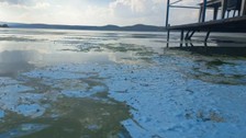 Sıcakların etkisiyle Çıldır Gölü'nde yosun oluştu!