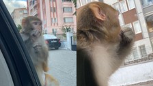 Çorum'da genç kıza maymun saldırısı!
