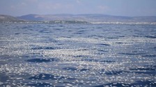 İzmir'den sonra Yunanistan! Milyonlarca balığın ölüsü sahile vurdu