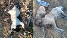 İzmir’de 5 köpek ile 6 kedi zehirlenerek öldürüldü