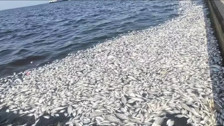 Bakan Kurum'dan İzmir Körfezi açıklaması: Ekosistem durma noktasına gelmiştir