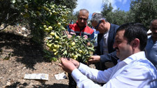 Hatay'da Alıç Hasadı Başladı