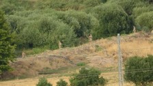Narin'in cesedinin bulunduğu yerde başka bir çocuğun da cesedi bulundu iddiası