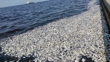 İzmir Körfezi'ndeki kirlilik sonrası balık satışı yarı yarıya azaldı