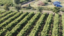 Manisa'da Çiftçi Silahlı Saldırı Sonucu Hayatını Kaybetti