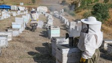 Hakkari Dağlarında En İyi Bal Üretimi İçin Çalışan Ordulu Arıcılar