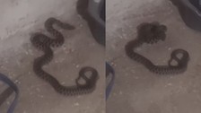 Elazığ'da kadının yılan ile sohbet ettiği anlar kamerada