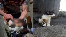 Eyüpsultan'da kedileri asitle öldüren şüpheliye 8 yıl 3 ay hapis cezası