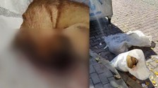 Avcılar’da çuvalda çöpe atılmış 2 ölü köpek bulundu