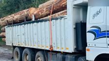 Bolu’da ormanda 1000 ağacın kaçak kesildiği iddiasıyla soruşturma