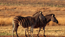 Kıymada 'zebra eti' iddiası: Gerçek kısa sürede ortaya çıktı