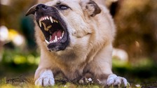Sokak köpeği faciası bu sefer Kütahya'da: Kaçarken belini kırdı