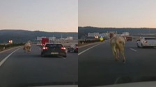 Başıboş at, sürücülere zor anlar yaşattı