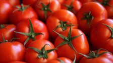 Tarımı ve sağlığı tehdit eden virüslü domates tohumları gümrükte yakalandı