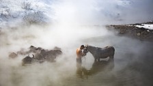 Bitlis'teki hayvanlar kaplıcaya girdi