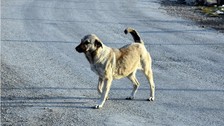 Şanlıurfa’da sokak köpeklerinin saldırdığı 2 kişi yaralandı