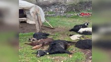 Sokak köpekleri ağıla daldı 18 keçiyi telef etti
