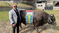 Artvinli Fenerbahçe taraftarından Ali Koç'a boğalı destek