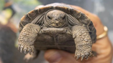 Nesli tükenmekte olan kaplumbağalar 100 yaşında ilk kez ebeveyn oldu