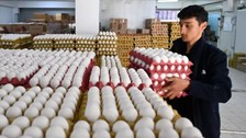 Yumurtaya yüzde 50-55 oranında indirim! İşte sebebi