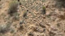 Annesini kaybeden yavru ayı bağırarak annesini aradı