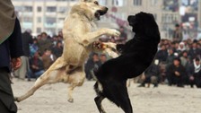 Köpek dövüştüren 2 kişiye gözaltı